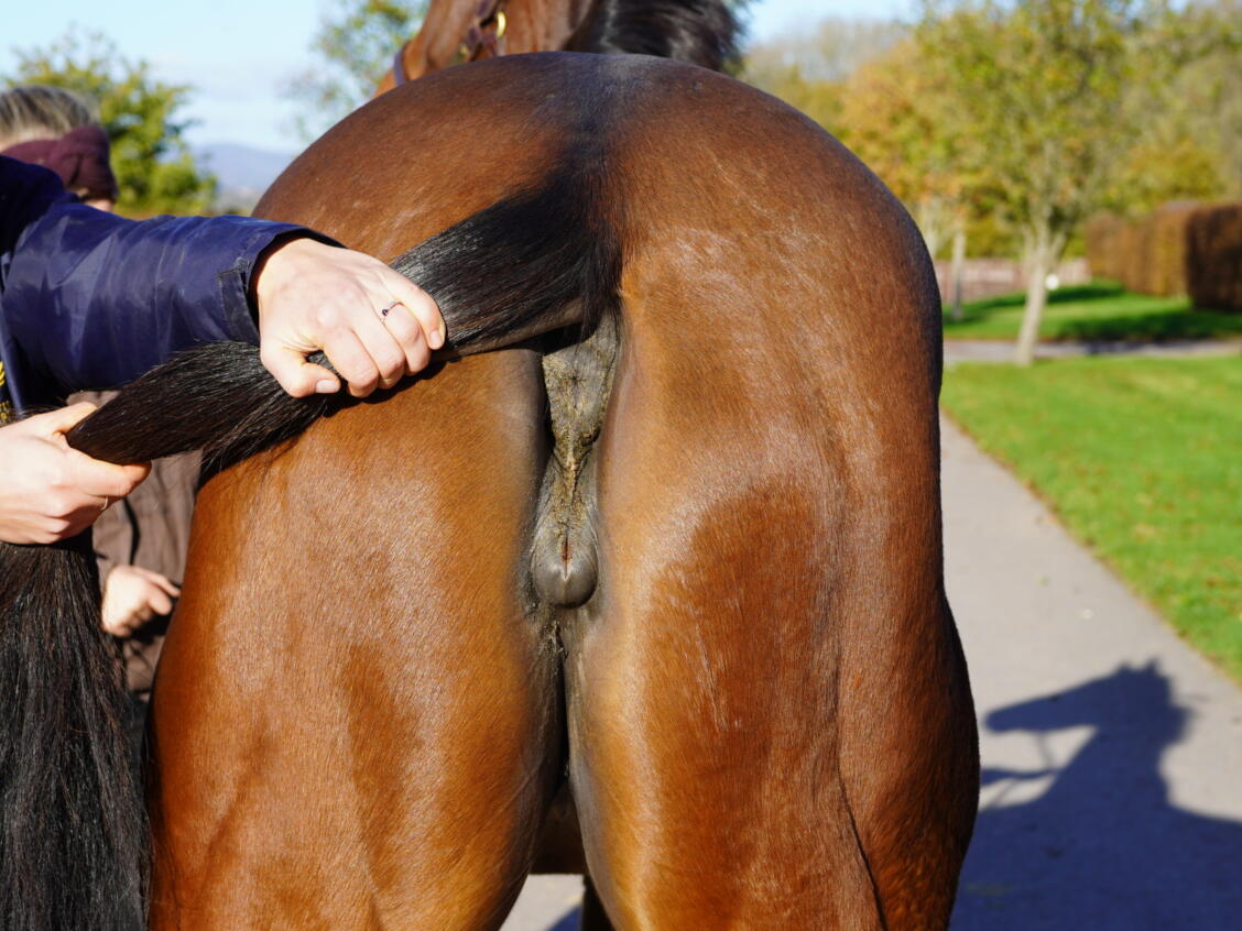 Lot 1594 Deadly Kiss hind