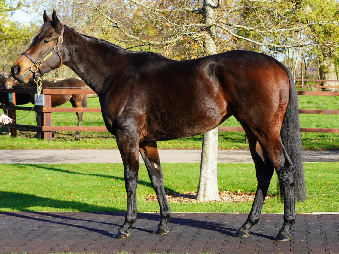 Lot 1640 Mighty Eriu consignor