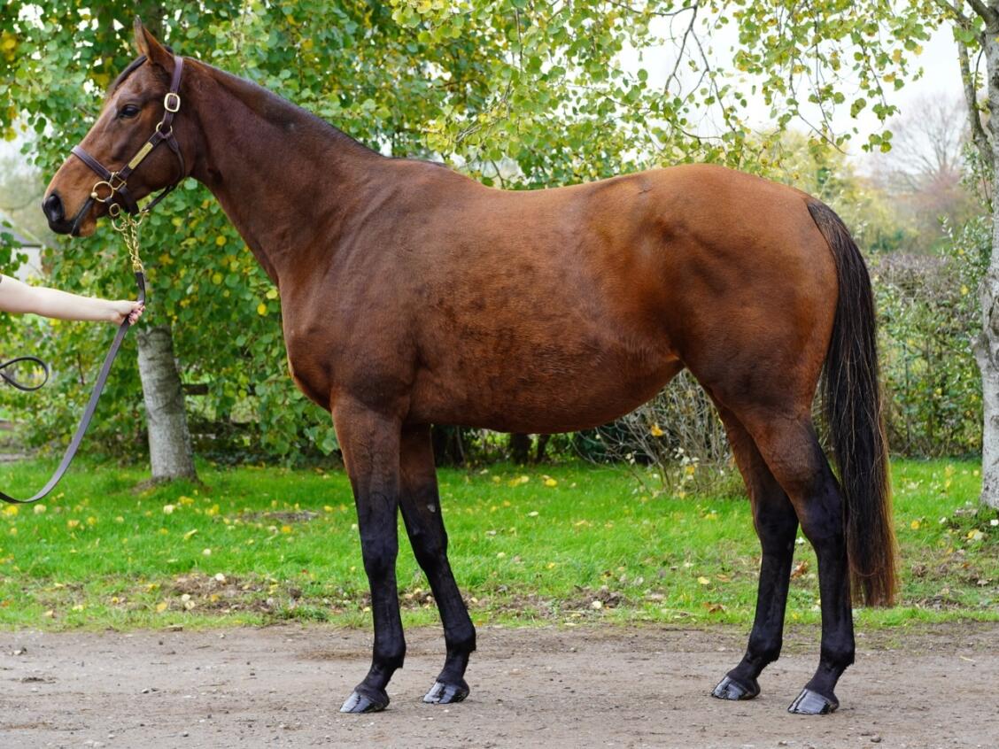 Lot 1748 Night Sparkle consignor Large