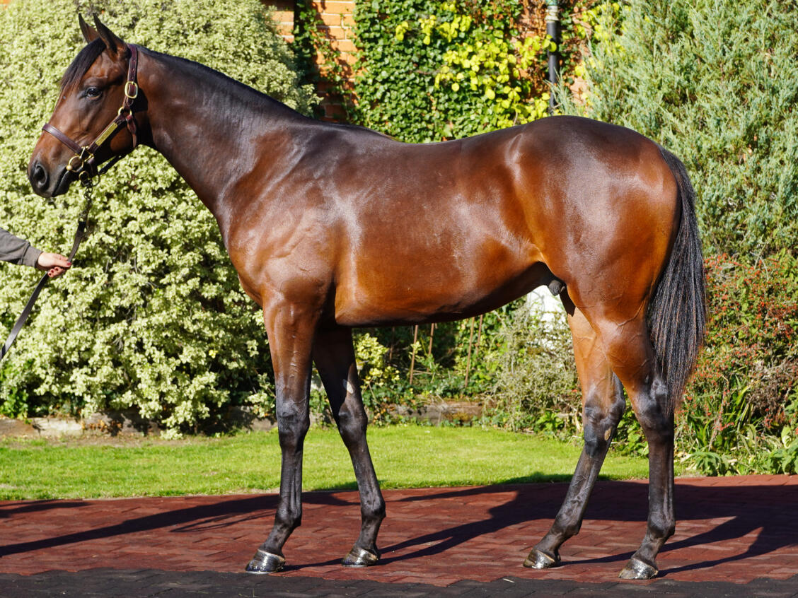 Lot 176 Wootton Bassett x Happen