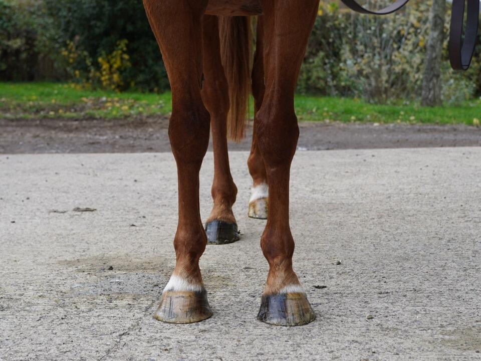 Lot 1909 Ninfea fronts Large