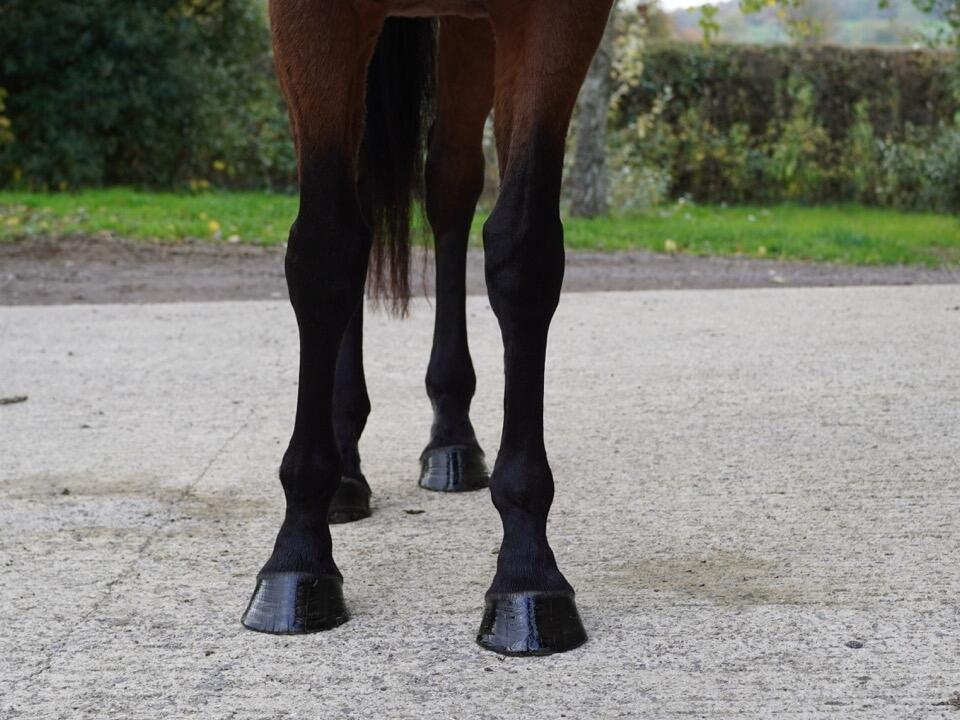 Lot 1910 Gold Sands Fronts Large