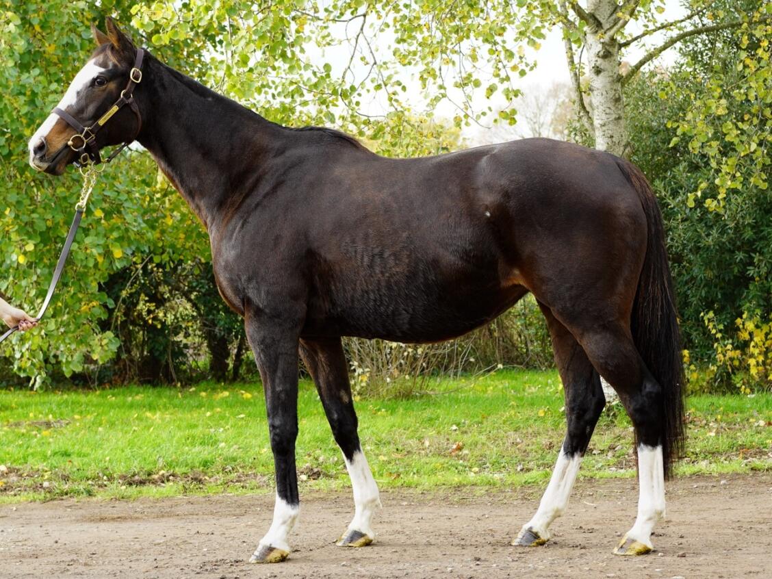 Lot 1967 Cross Pattee consignor Large