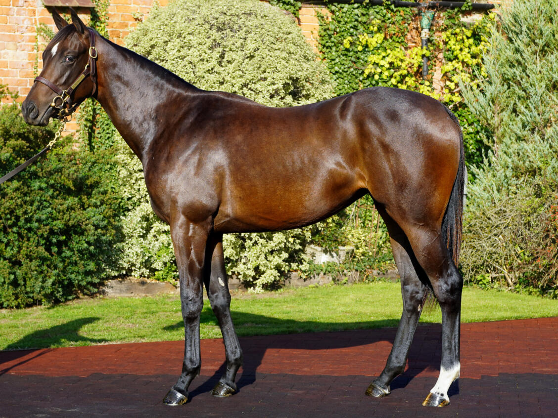 Lot 24 Showcasing x An Ghalanta