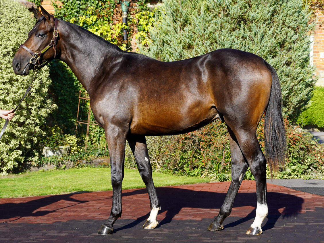 Lot 327 Too Darn Hot x Phantasmic