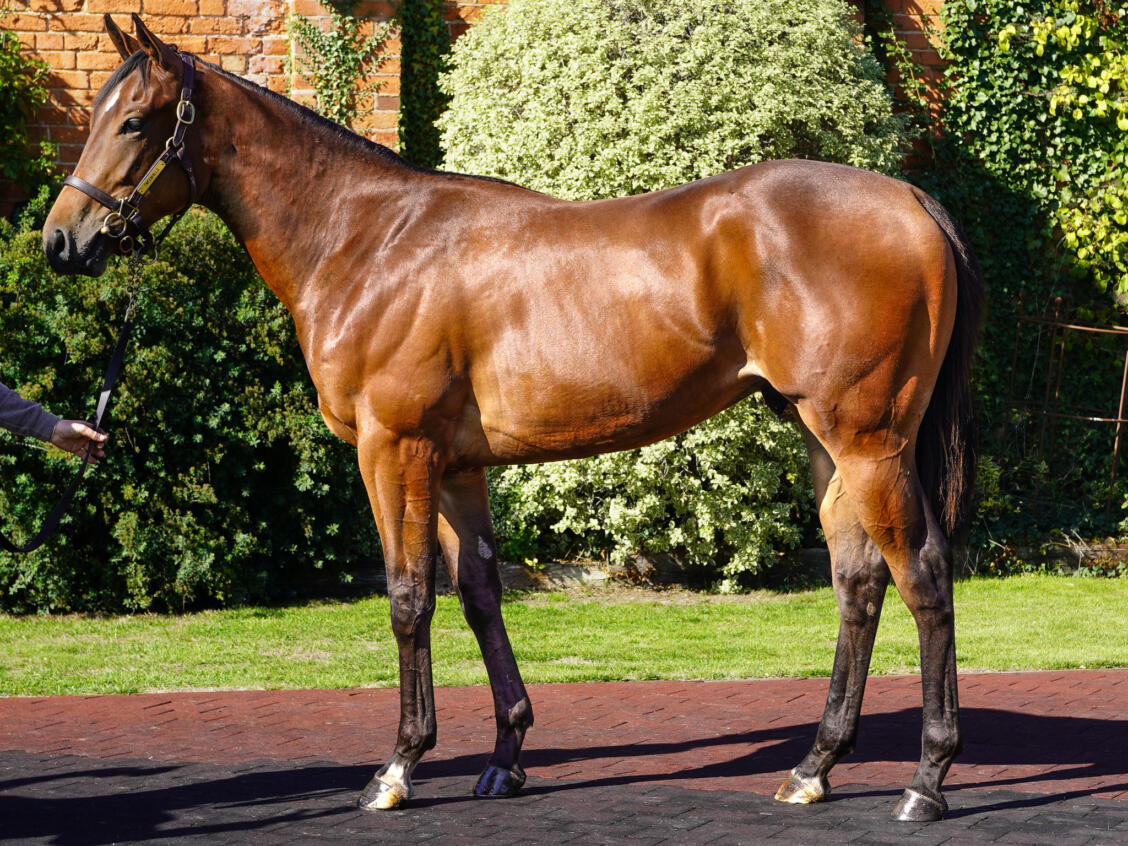 Lot 394 Siyouni x Saiga