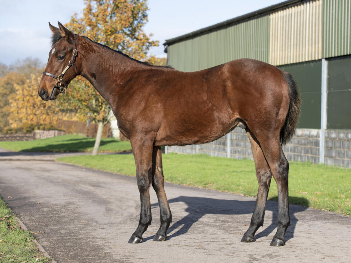 Lot 395 MULTICULTURAL1