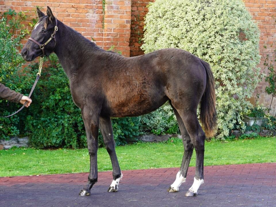 Lot 548 Kameko x Stride By Stride 3 Large