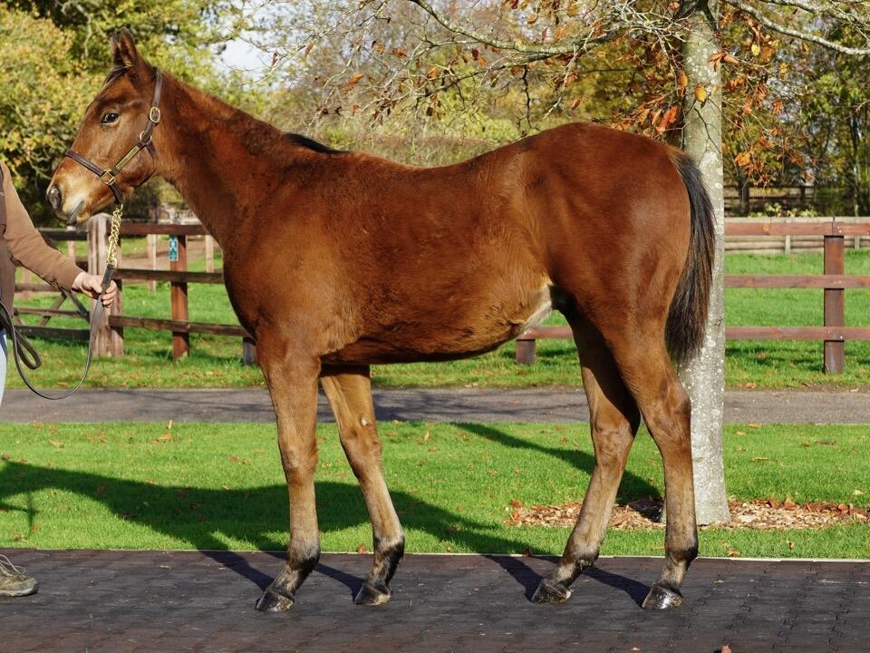 Lot 603 Minzaal x Gorgeous Noora 2 Large