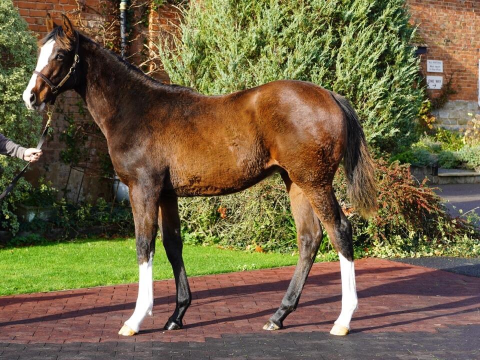 Lot 605 Kameko x Steppe By Steppe 2 Large