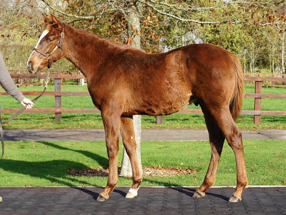 Lot 642 Kameko x Khatiba 2 Large