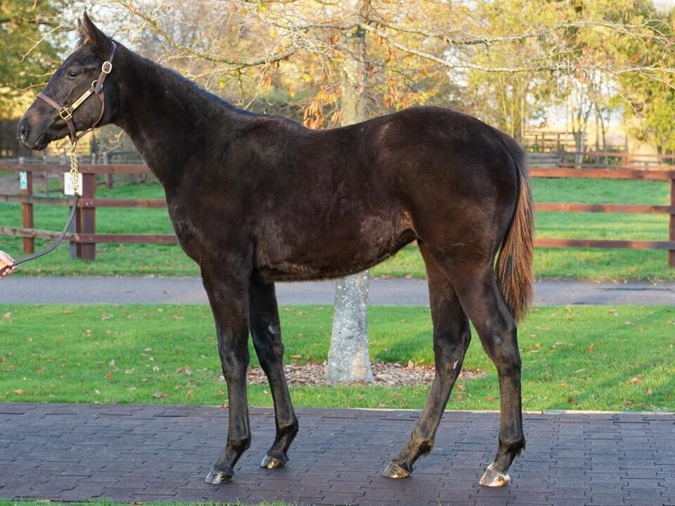 Lot 643 Kameko x Angelic Guest 2 Large