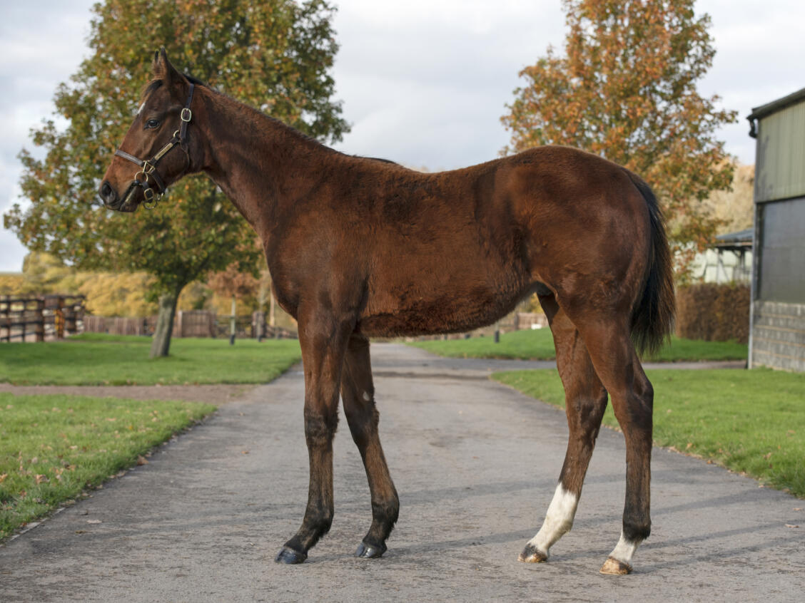 Lot 691 BEWITCHMENT1