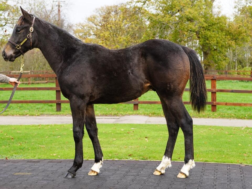 Lot 860 Ardad x Couplet 2 Large