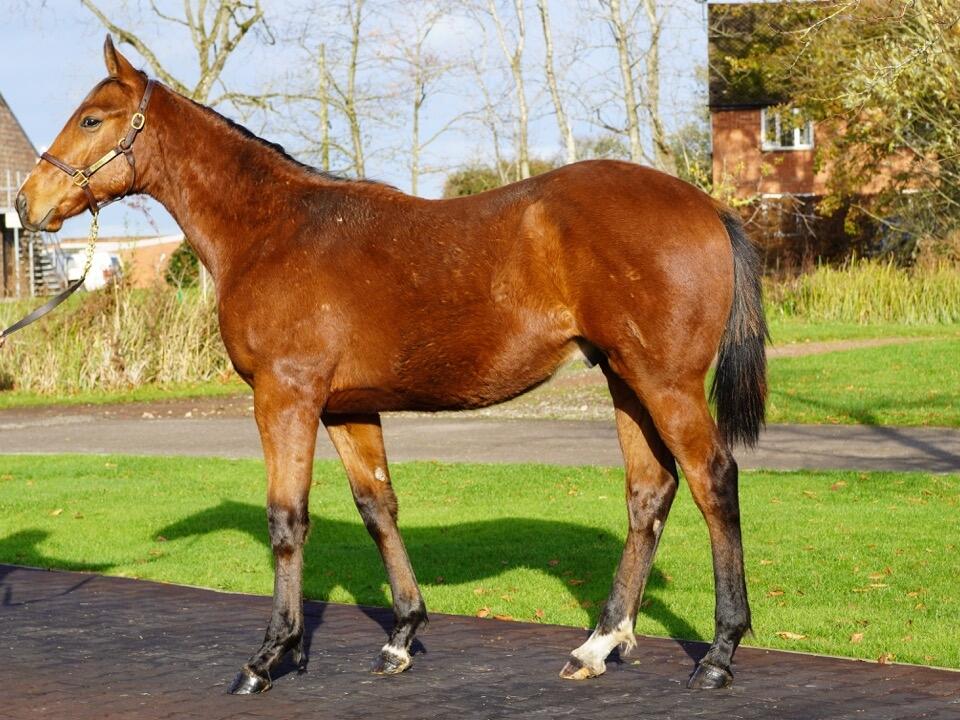 Lot 919 Mehmas x Lady Oak 2 Large