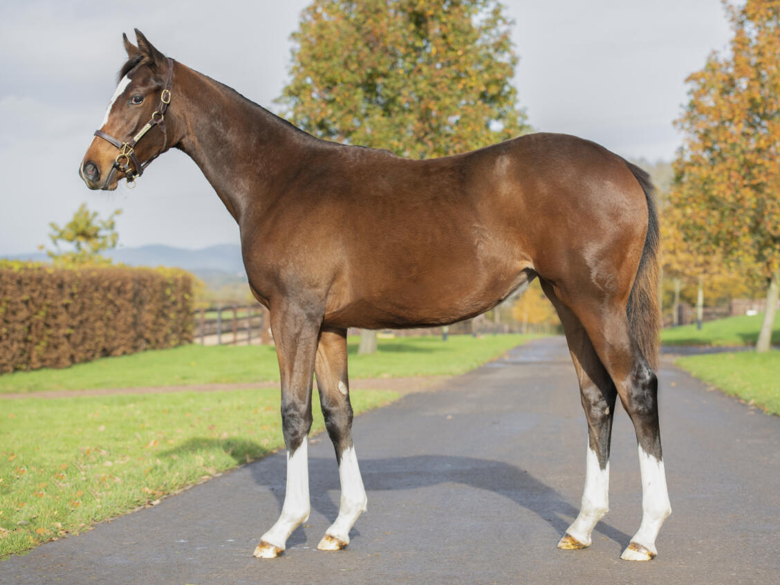 Lot 922 ROSIES PREMIER