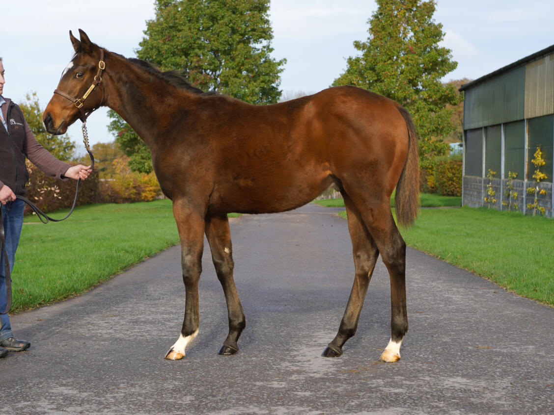 Lot 952 Kingman x Tiger Eye 4