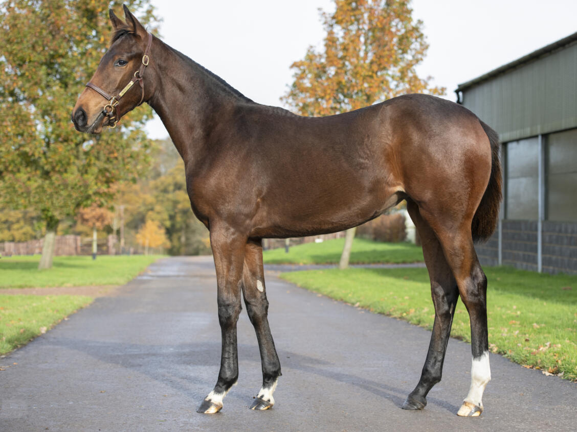 Lot 966 SHIP OF DREAMS