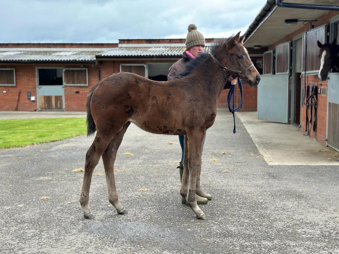 Make Believe x Swoon 24 filly 27 03 24