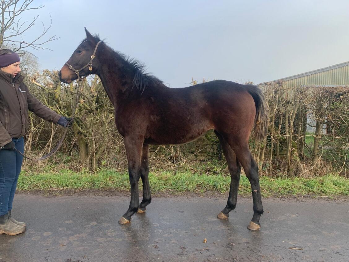 Make Believe x Swoon24 filly 07 01 2025