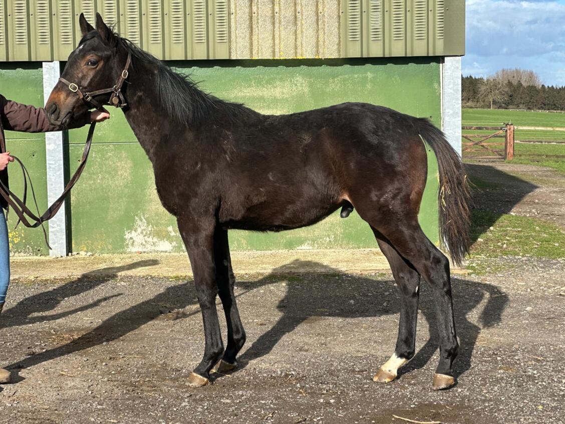 Mehmas x Eternal Light24 colt 25 02 2025