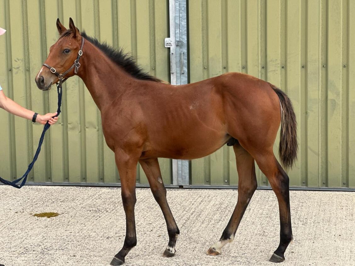 Mehmas x Lady Oak25 colt 01 07 2025