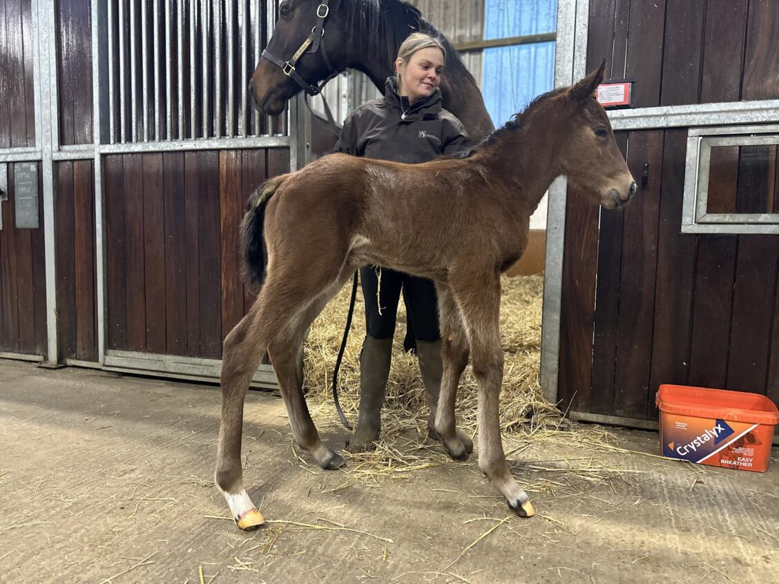 Mehmas x Lady Oak25 colt 21 01 2025