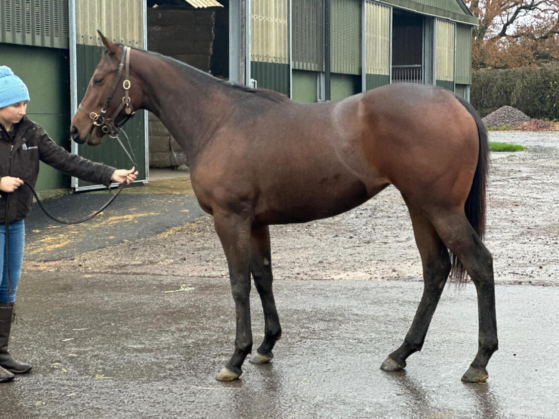 Mehmas x Mabs Cross23 filly 18 11 24