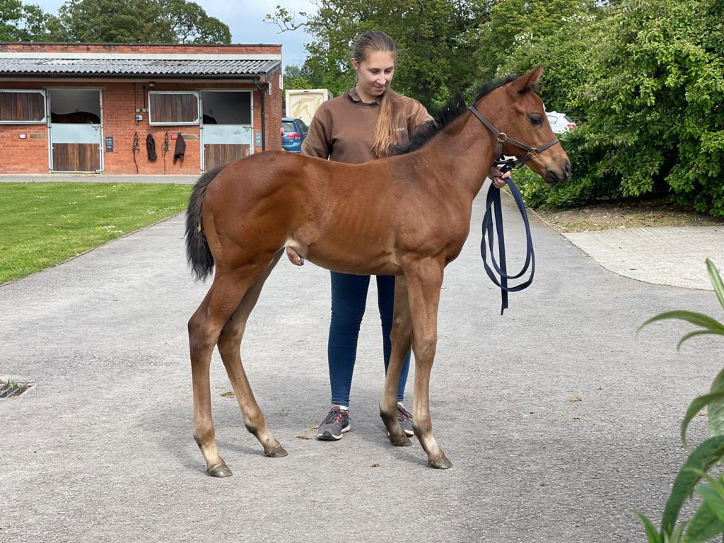 Mehmas x Mabs Cross23 filly 30 05 23