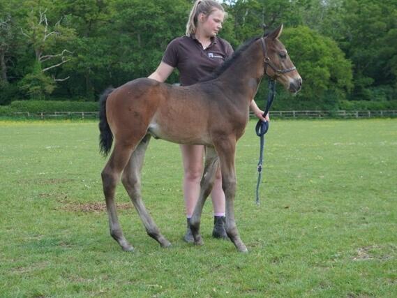 Minzaal x Rayaheen 25 colt 12 05 2025 JPG Medium