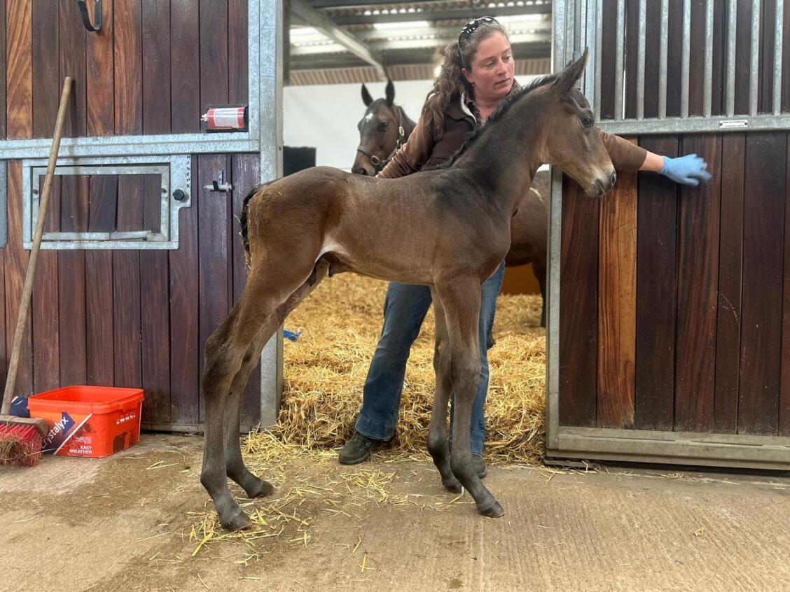 Minzaal x Rayaheen 25 colt 13 04 25