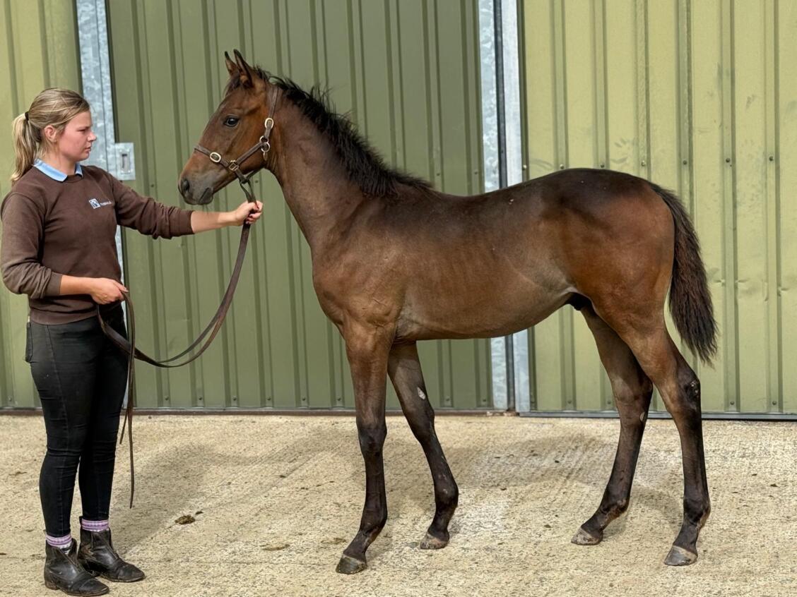 Minzaal x Rayaheen 25 colt 18 09 2025