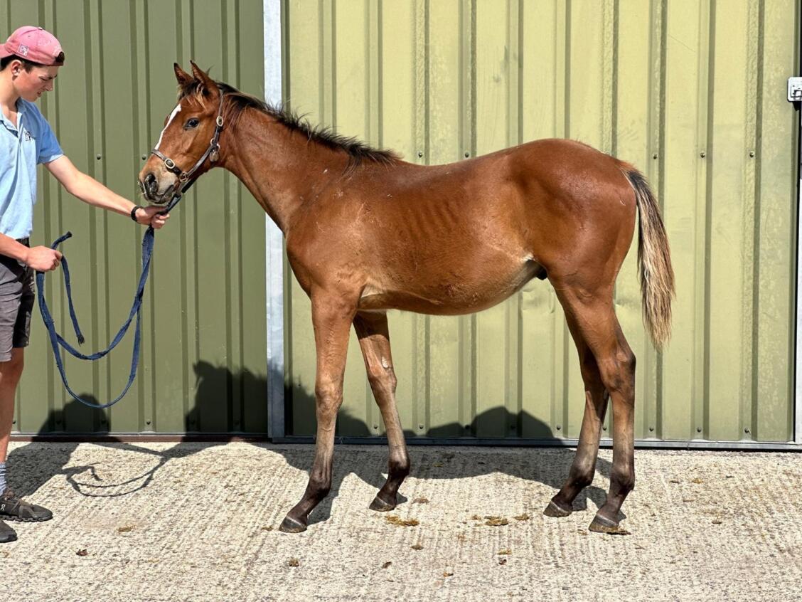 Nathaniel x Game and Set 24 colt 03 09 24