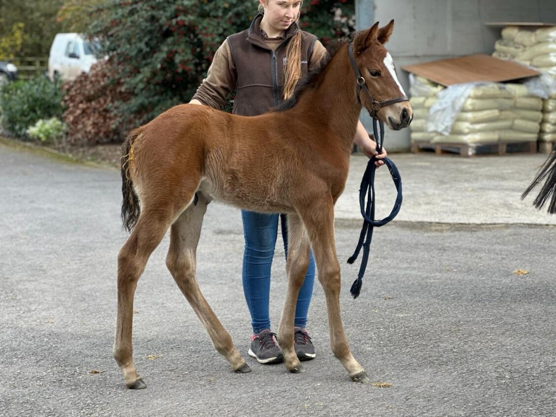 Nathaniel x Game and Set 24 colt18 03 24