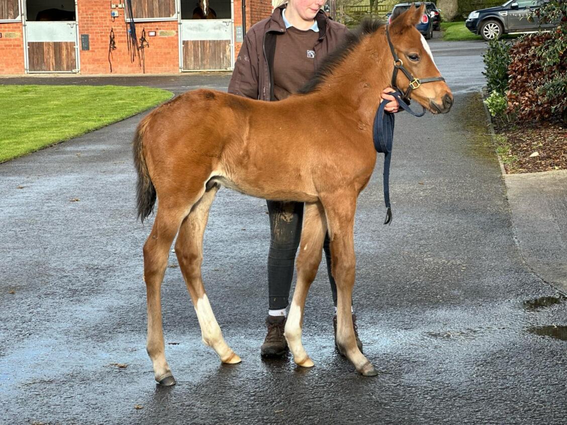 New Bay x Electress24 Colt 27 03 24