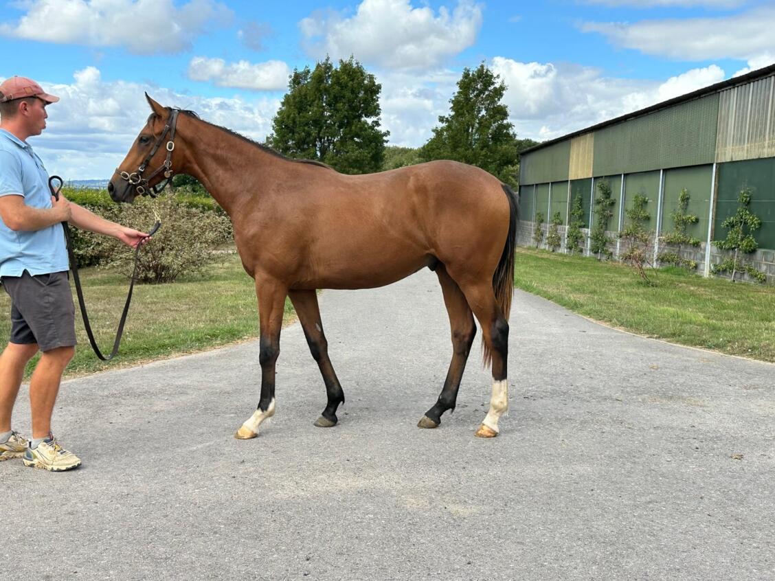 New Bay x Electress24 colt 14 08 25