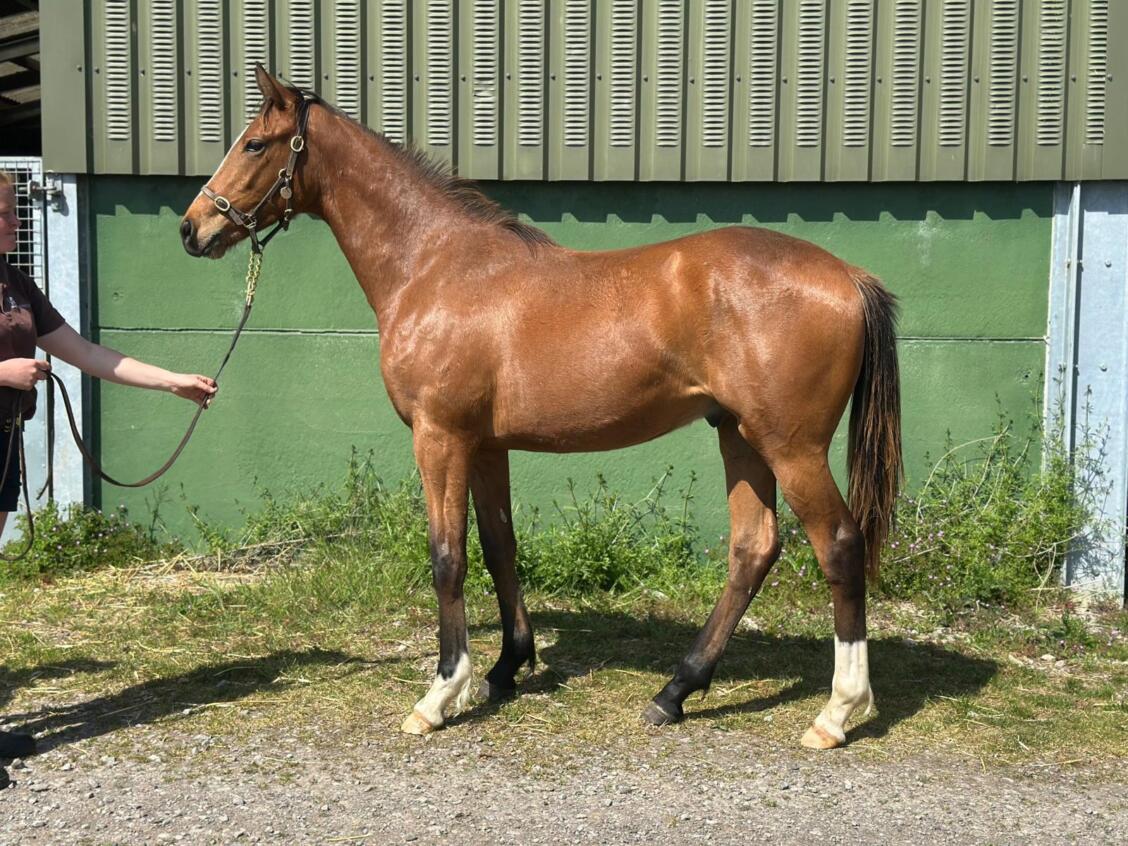 New Bay x Electress24 colt 30 04 2025