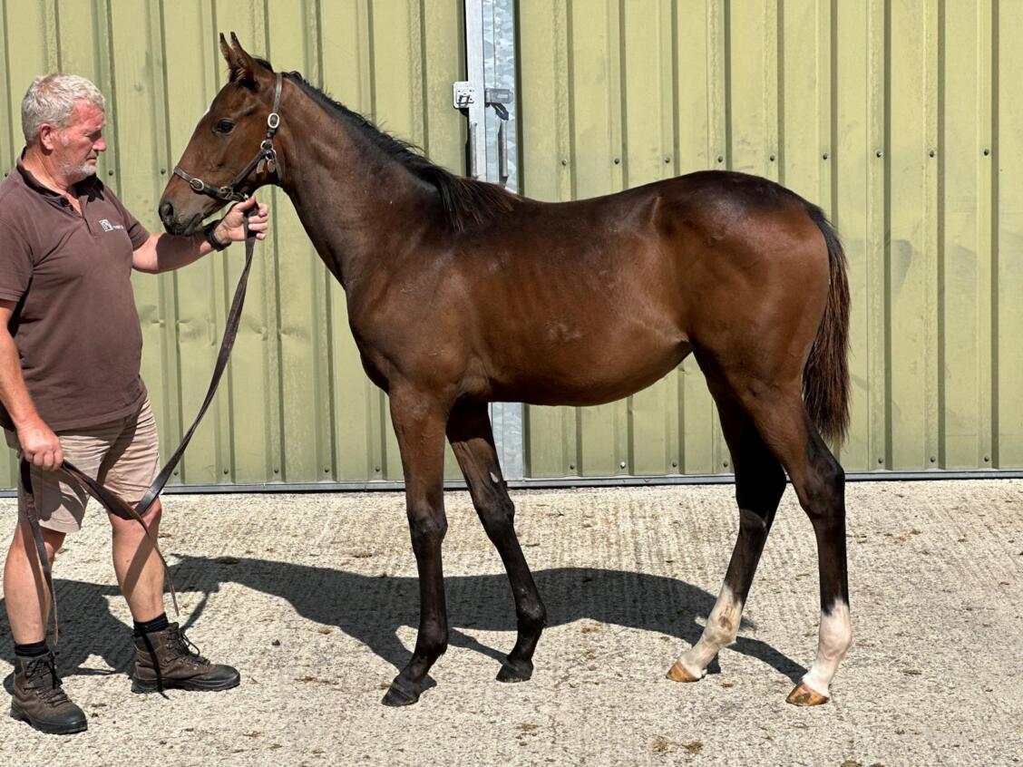 New Bay x Know It All24 filly 02 09 24