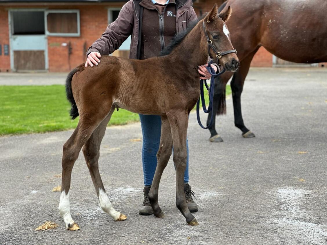 New Bay x Know It All24 filly 04 03 24