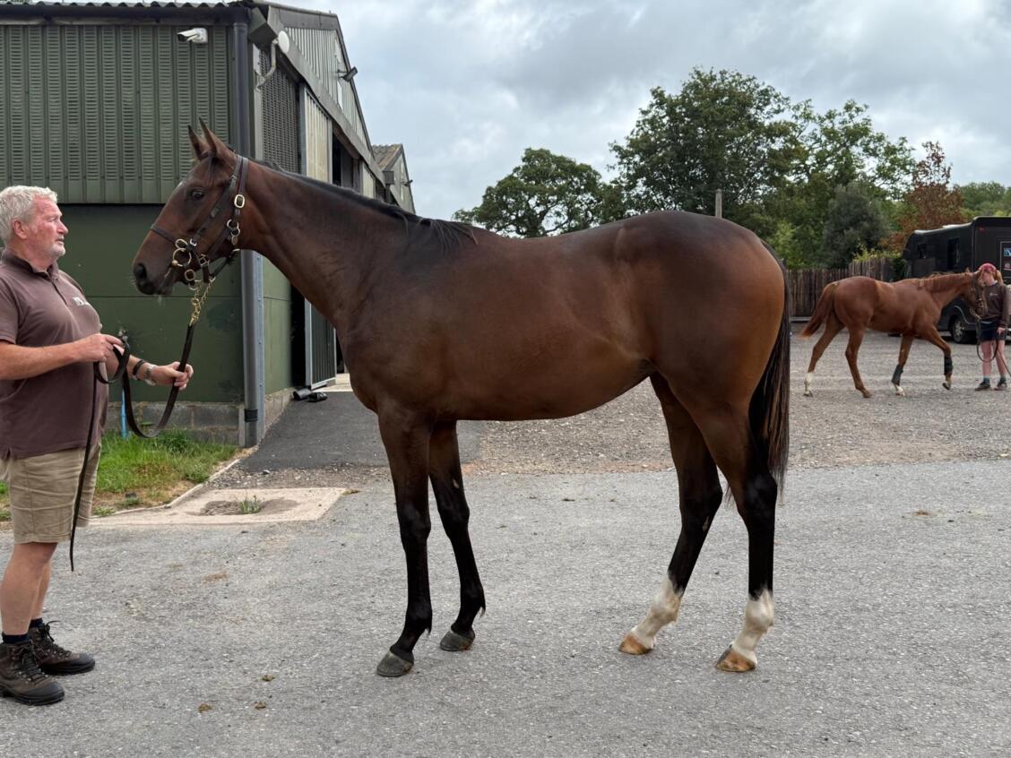 New Bay x Know It All24 filly 17 07 2025