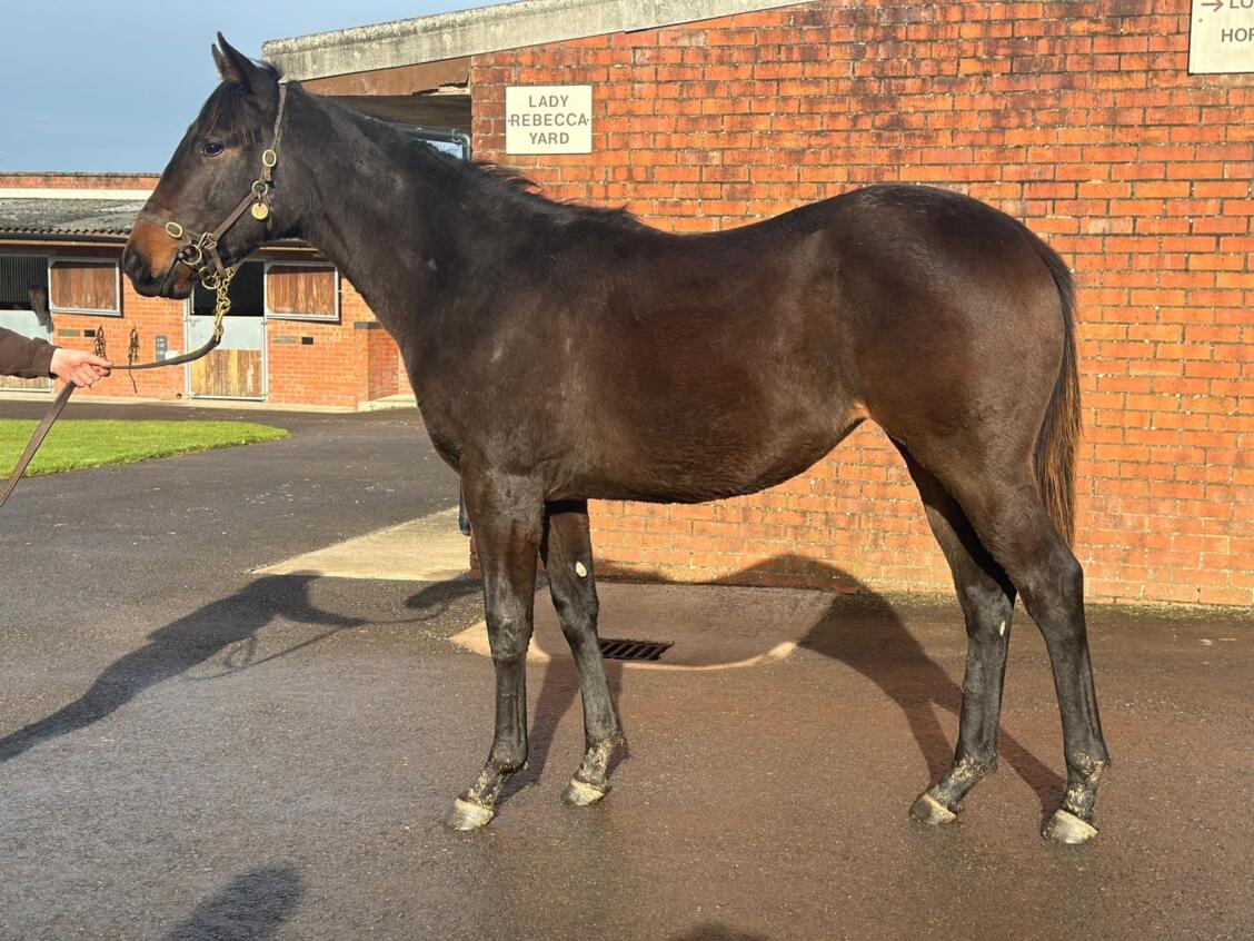 Pinatubo x Lady Oak24 filly 06 02 2025 2