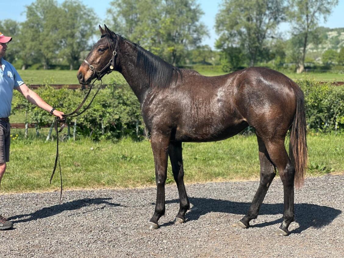 Pinatubo x Lady Oak24 filly 30 04 2025