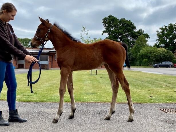 Roaring Lion x Roedean 2020 filly 06 06 20