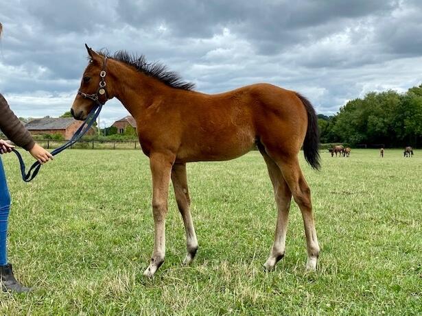 Roaring Lion x Roedean 2020 filly 10 07 20