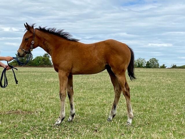 Roaring Lion x Roedean 2020 filly 22 07 20