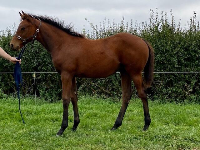 Roaring Lion x Roedean 2020 filly 22 09 20