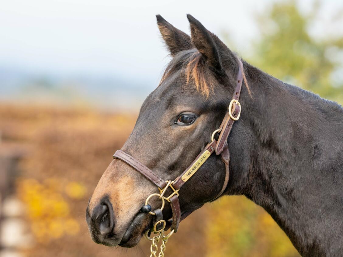 Sea The Stars x Tiger Eye 2