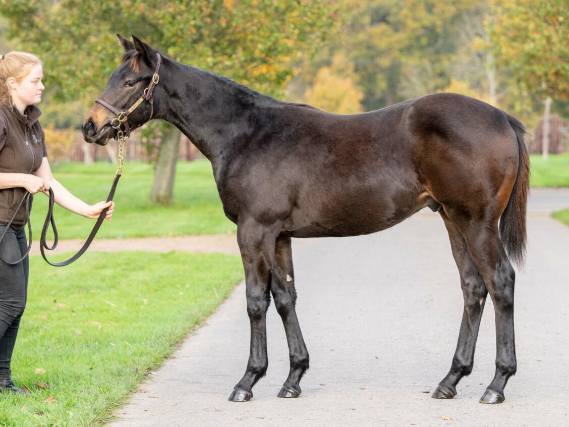 Sea The Stars x Tiger Eye