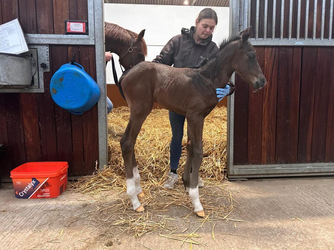 Shaquille x Rapture 25 colt 21 04 25