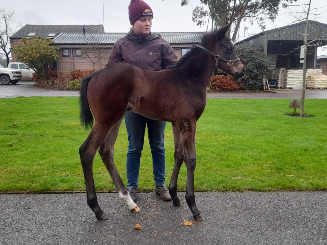 Showcasing x An Ghalanta 24 filly 14 02 24